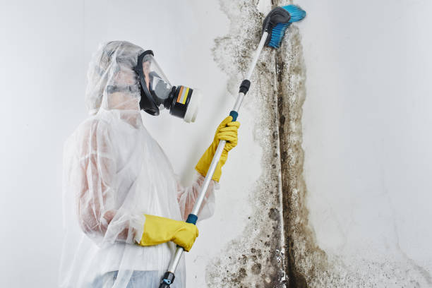 Best Office Mold Removal Services  in Houserville, PA