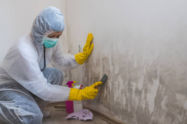 Best Mold Damage Repair  in Houserville, PA