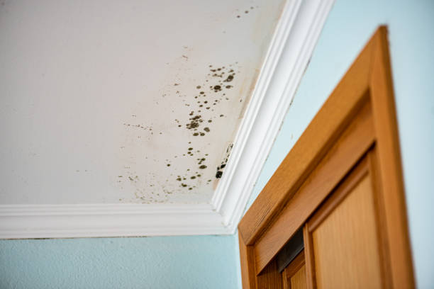 Best Crawl Space Mold Removal  in Houserville, PA