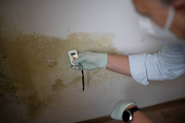 Best Local Mold Removal Service  in Houserville, PA