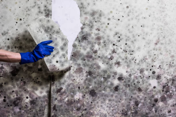 Best Best Mold Removal Companies  in Houserville, PA